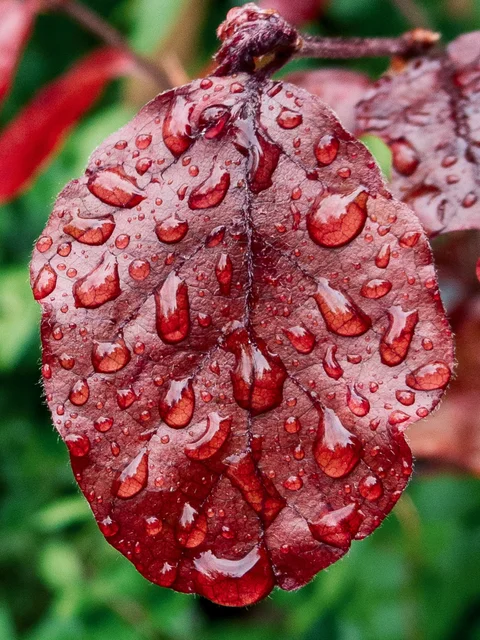 Water droplets covering a deep red leaf against green foliage.