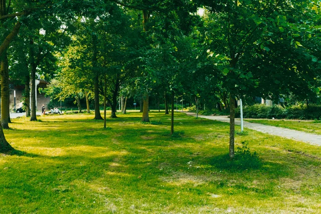 Sunlit grass and leafy trees beside a park path, with a small group of people in the distance.