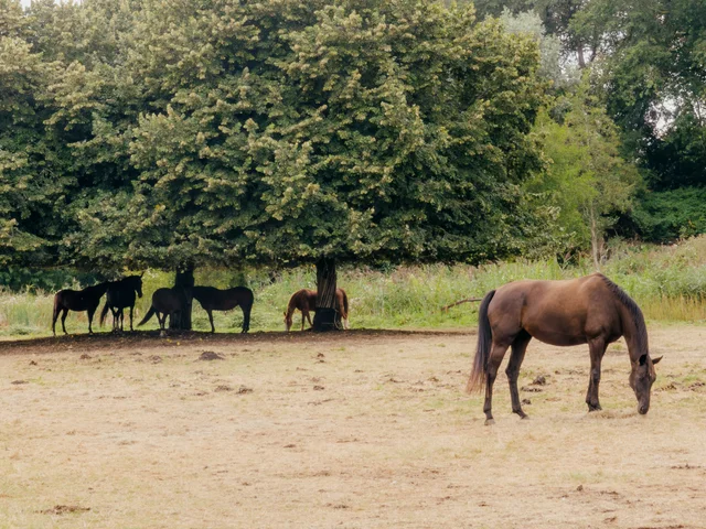 Horses grazing and resting beneath leafy trees.