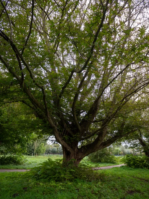 A broad tree with twisting branches and dense green leaves beside a curving park path.