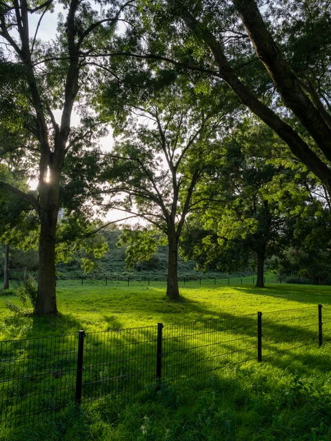Sun shining between tall tree trunks above a green lawn and a low metal fence.
