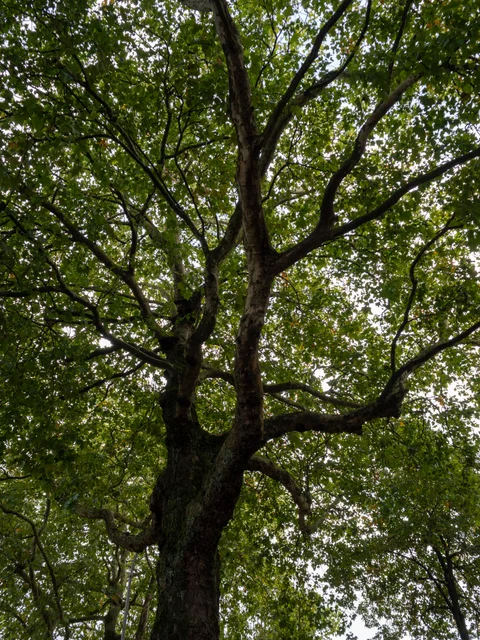 A tall tree trunk and spreading branches seen from below beneath a dense green canopy.