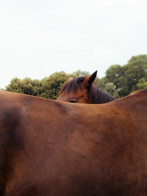 A brown horse looking over the back of another horse.