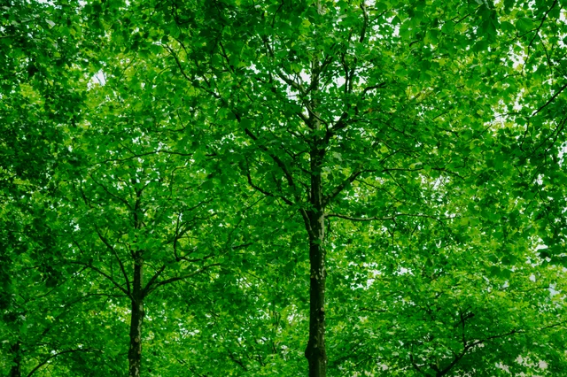 Tree trunks and spreading branches beneath a dense canopy of bright green leaves.
