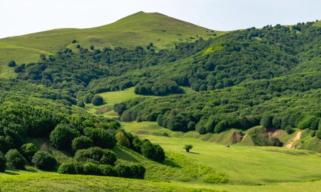 Rounded trees scattered across a green hillside.