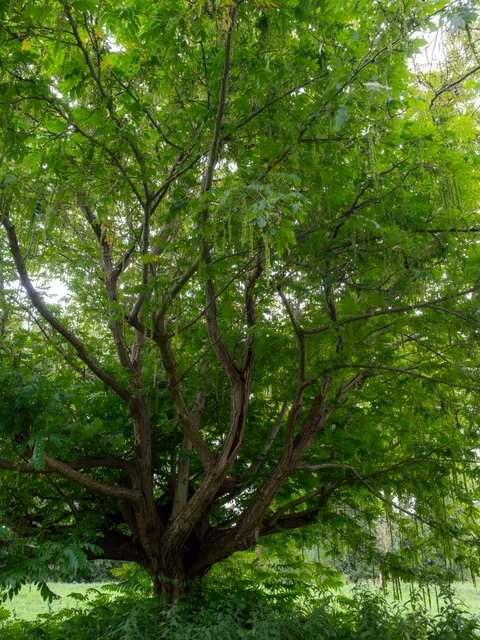 An upward view of twisting tree branches and green leaves with hanging clusters of foliage.