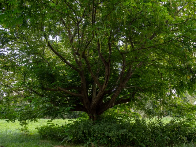 A large tree trunk splitting into spreading branches beneath a wide canopy of green leaves.