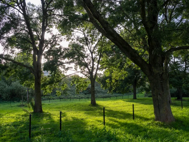 Sunlight filtering through mature park trees onto green grass behind a low metal fence.