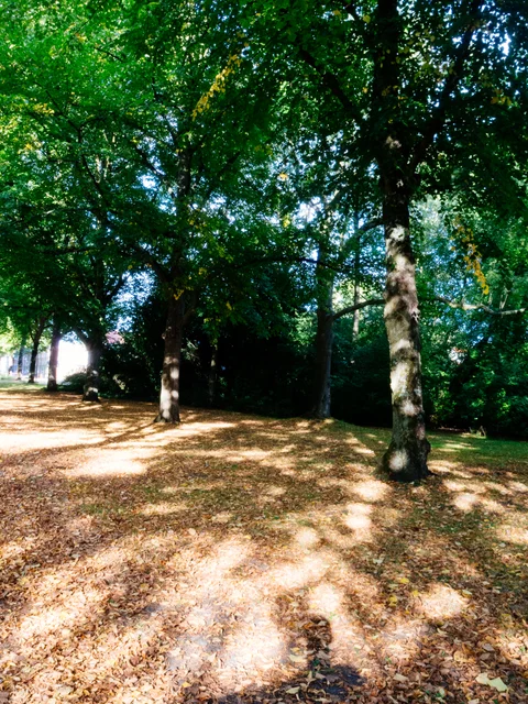 Sunlight falling through green trees onto a leaf-covered path.